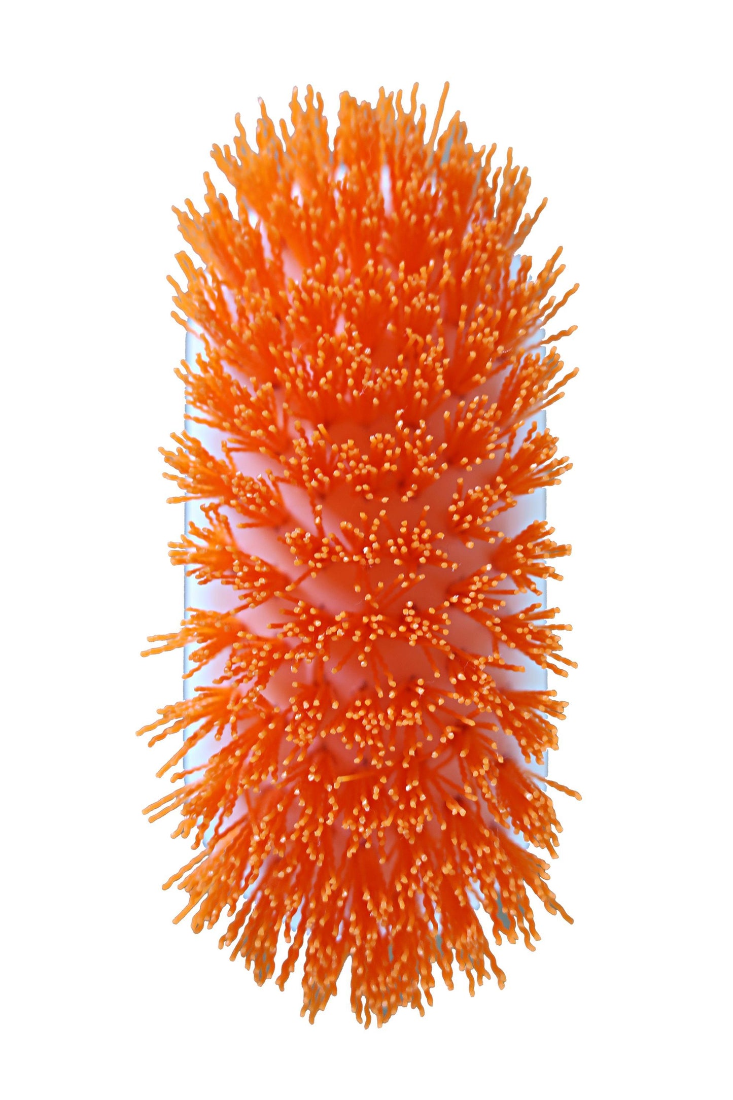 Orange Scrub Brush - All Purpose Scrubber For Tough Stain Removal